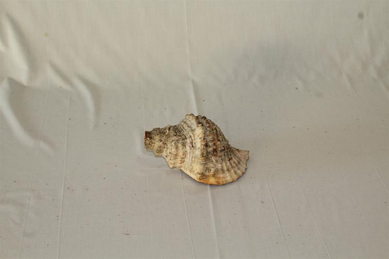 <span><p>B�zio</p></span>