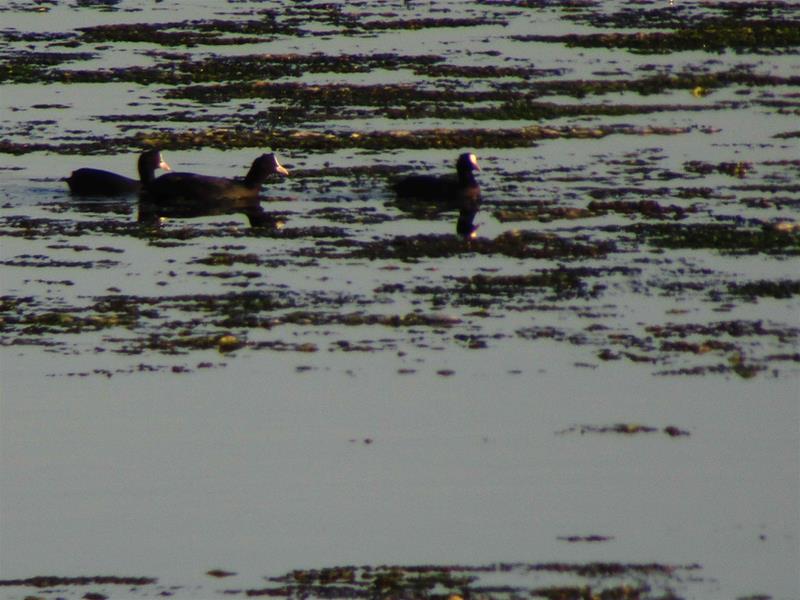 <span><p>Lagoa de �bidos</p></span>