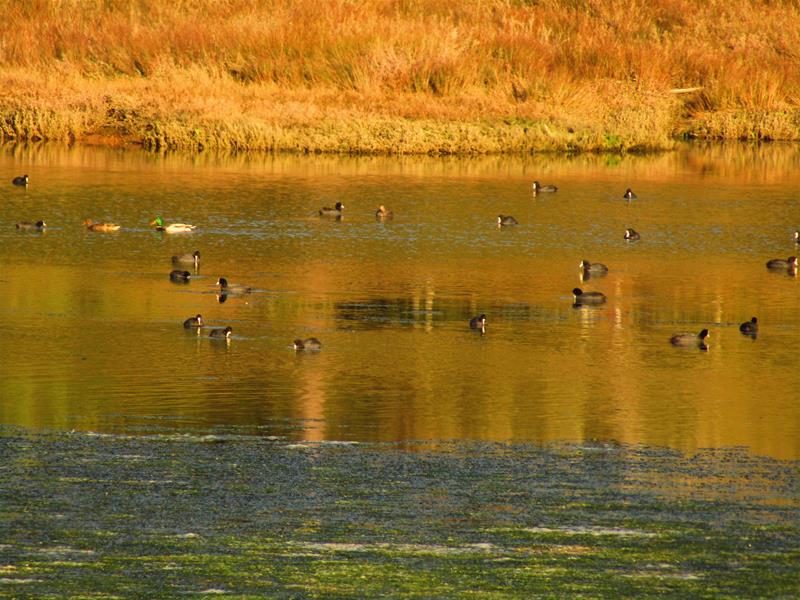 <span><p>Lagoa de �bidos</p></span>