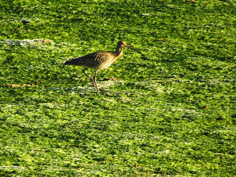 <span><p>Lagoa de �bidos</p></span>