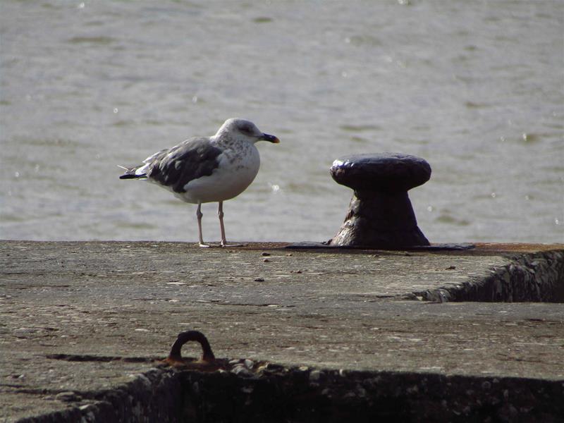 <span><p>Lagoa de �bidos</p></span>