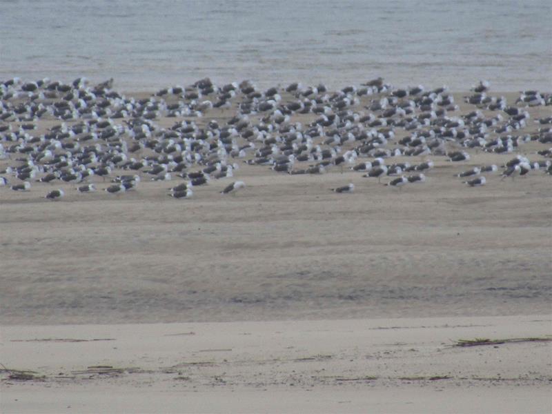 <span><p>Lagoa de �bidos</p></span>