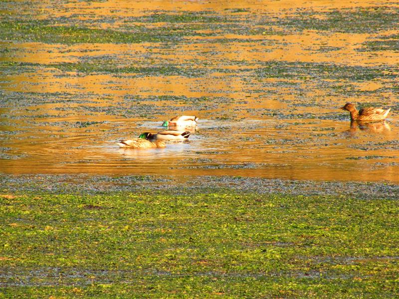 <span><p>Lagoa de �bidos</p></span>