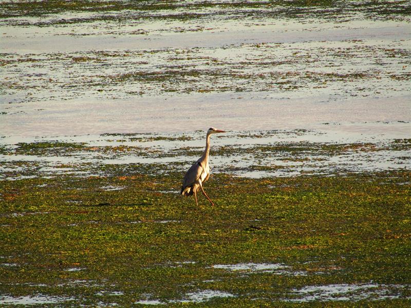 <span><p>Lagoa de �bidos</p></span>