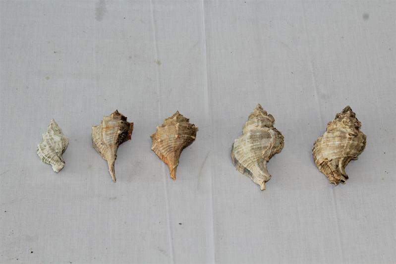 <span><p>Canilhas e b�zios</p></span>