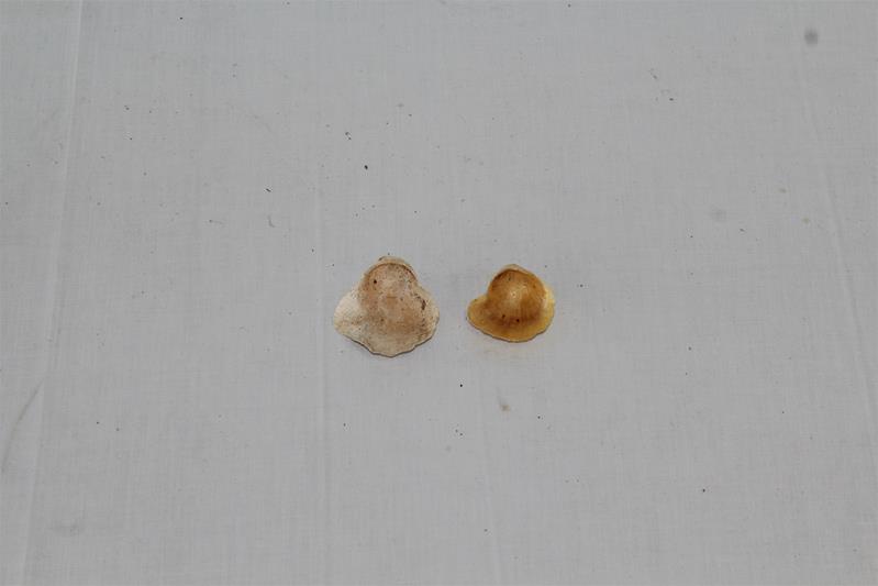 <span><p>Bivalves</p></span>