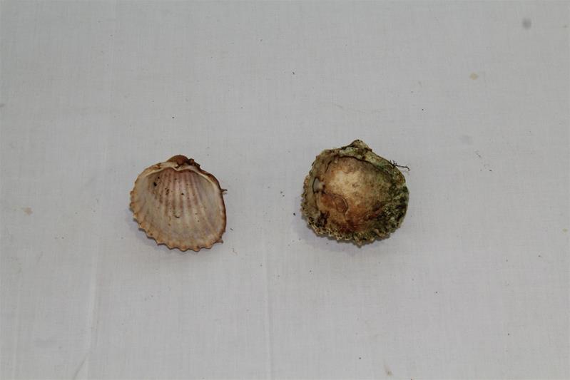 <span><p>Berbig�o espanhol</p></span>