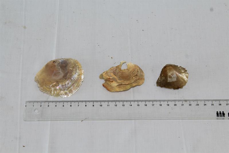 <span><p>Bivalves</p></span>