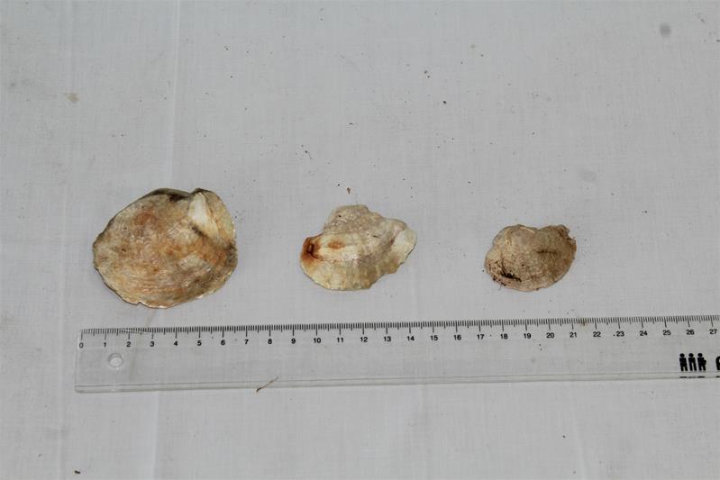 <span><p>Bivalves</p></span>