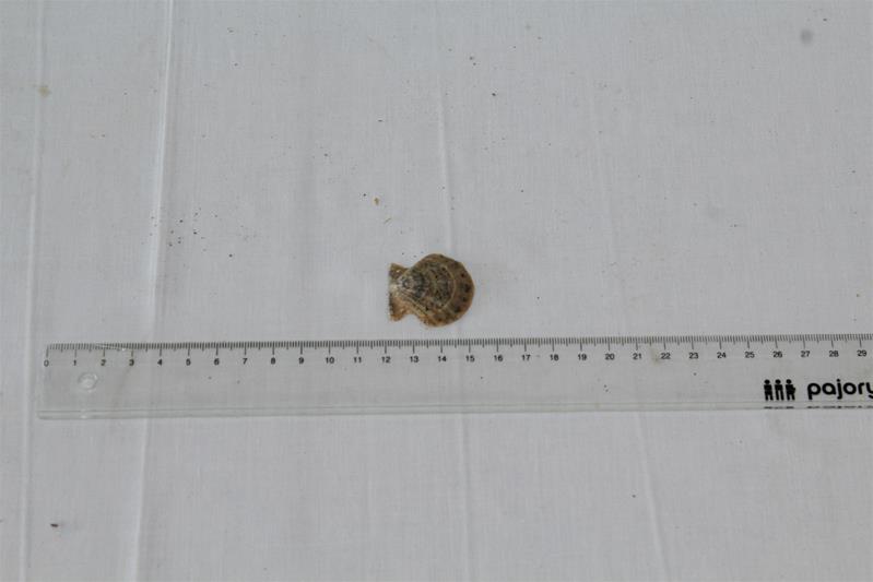 <span><p>Bivalve</p></span>