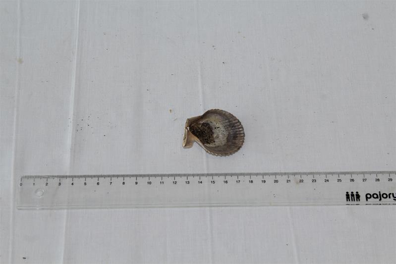 <span><p>Bivalve</p></span>