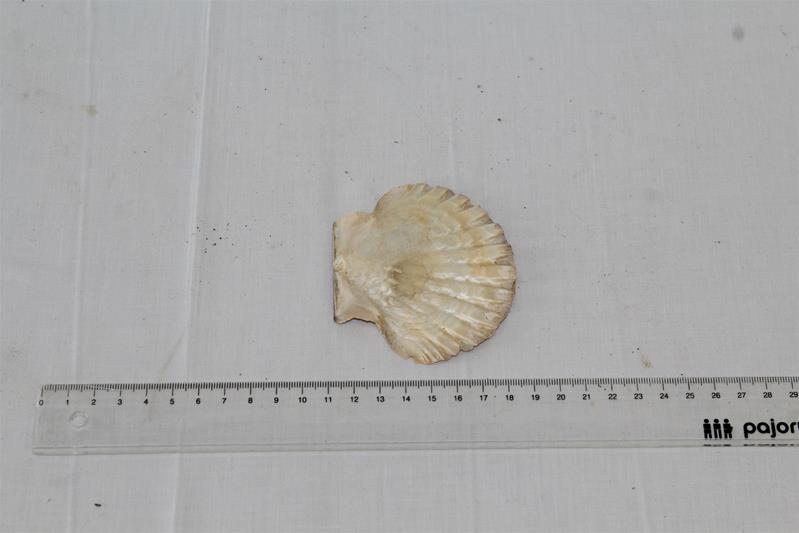 <span><p>Casca de Vieira</p></span>