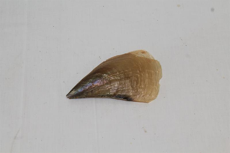 <span><p>Bivalve</p></span>