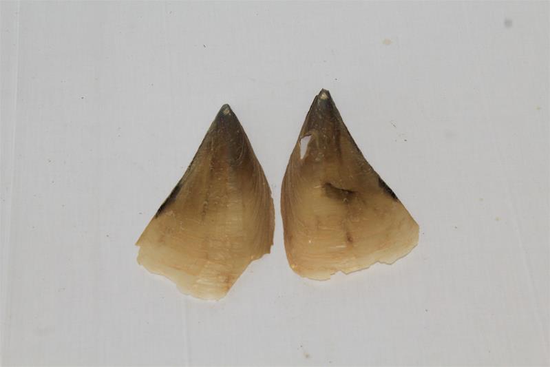 <span><p>Bivalve</p></span>