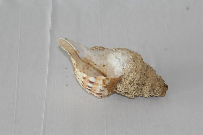 <span><p>Apupo</p></span>