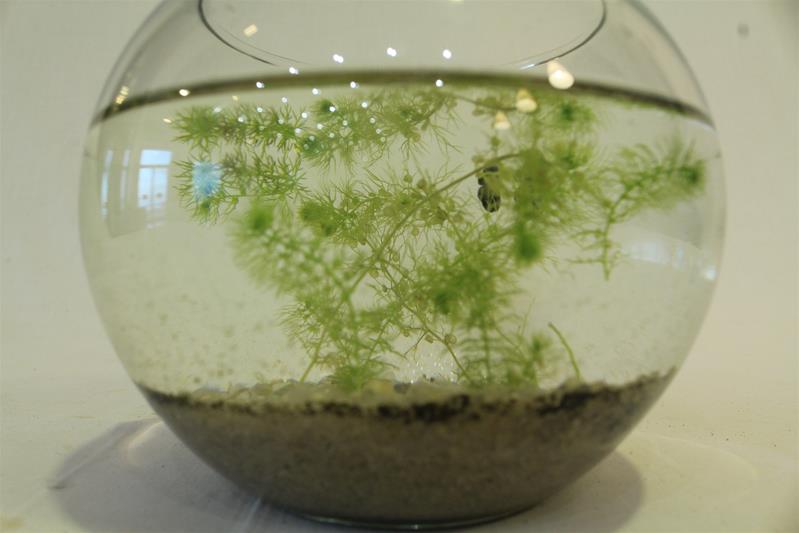 <span><p>Utricularia australis</p></span>