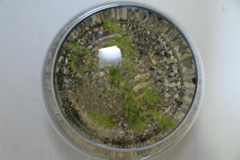 <span><p>Utricularia australis</p></span>