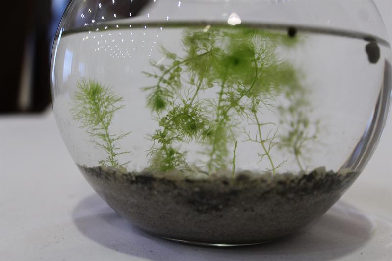 <span><p>Utricularia australis</p></span>
