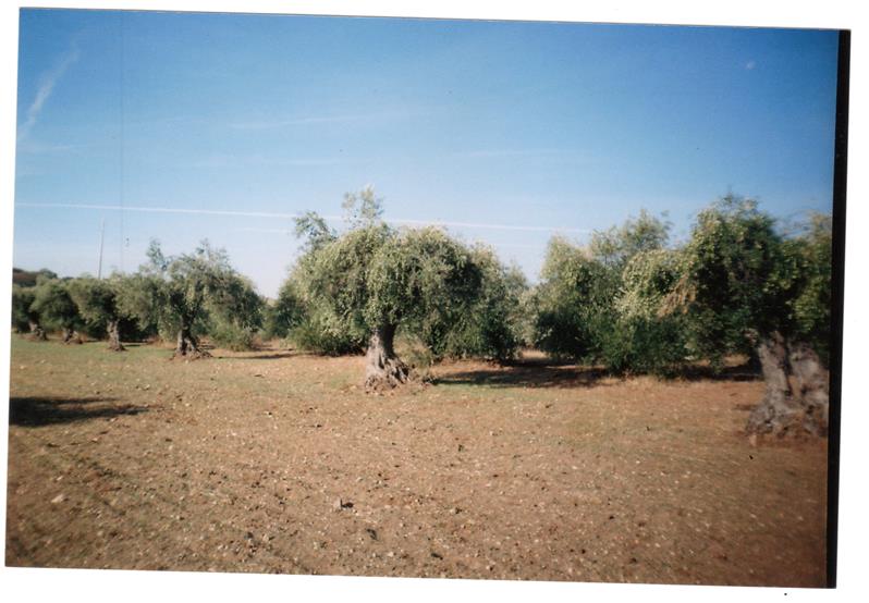 <span><p>Terreno Agricola</p></span>