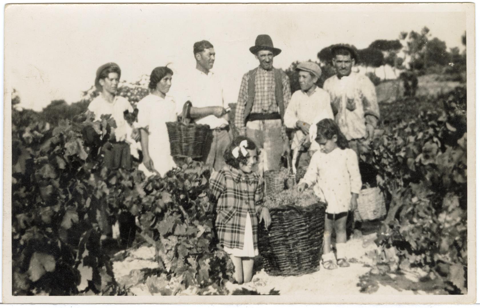 <span><p>Vindimas, Vale da Figueira, ano de 1943</p></span>